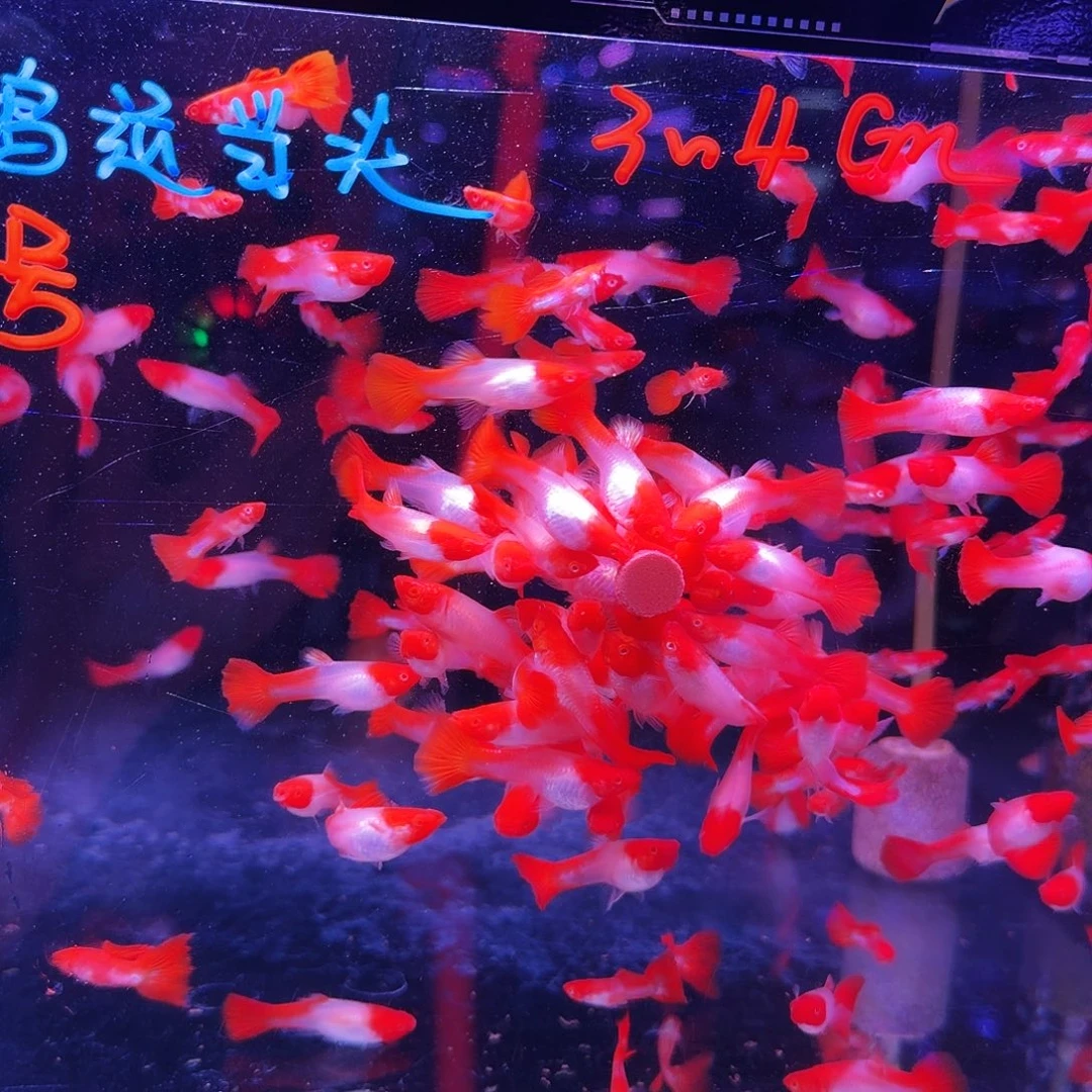 孔雀鱼鸿运当头10对(6对送4对备损)