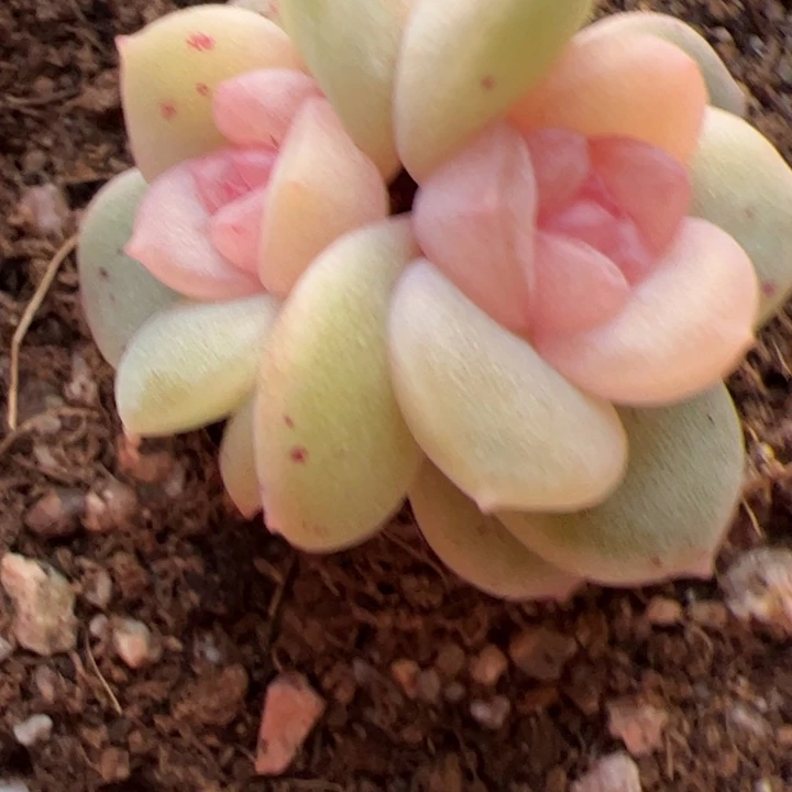 精品糖心一物一拍，尺寸不大介意勿拍