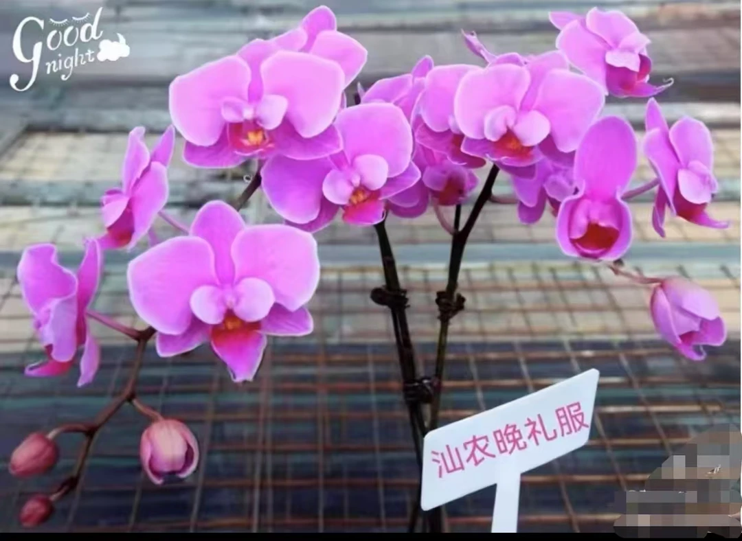 《晚礼服》蝴蝶兰2.8寸杯苗子发货 没有花剑【满30元发货】