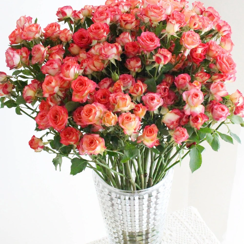 云南直发爱丽丝多头玫瑰鲜花