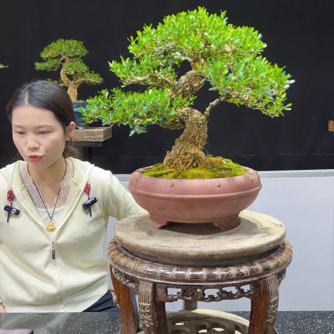 黄杨盆景老桩四季长青