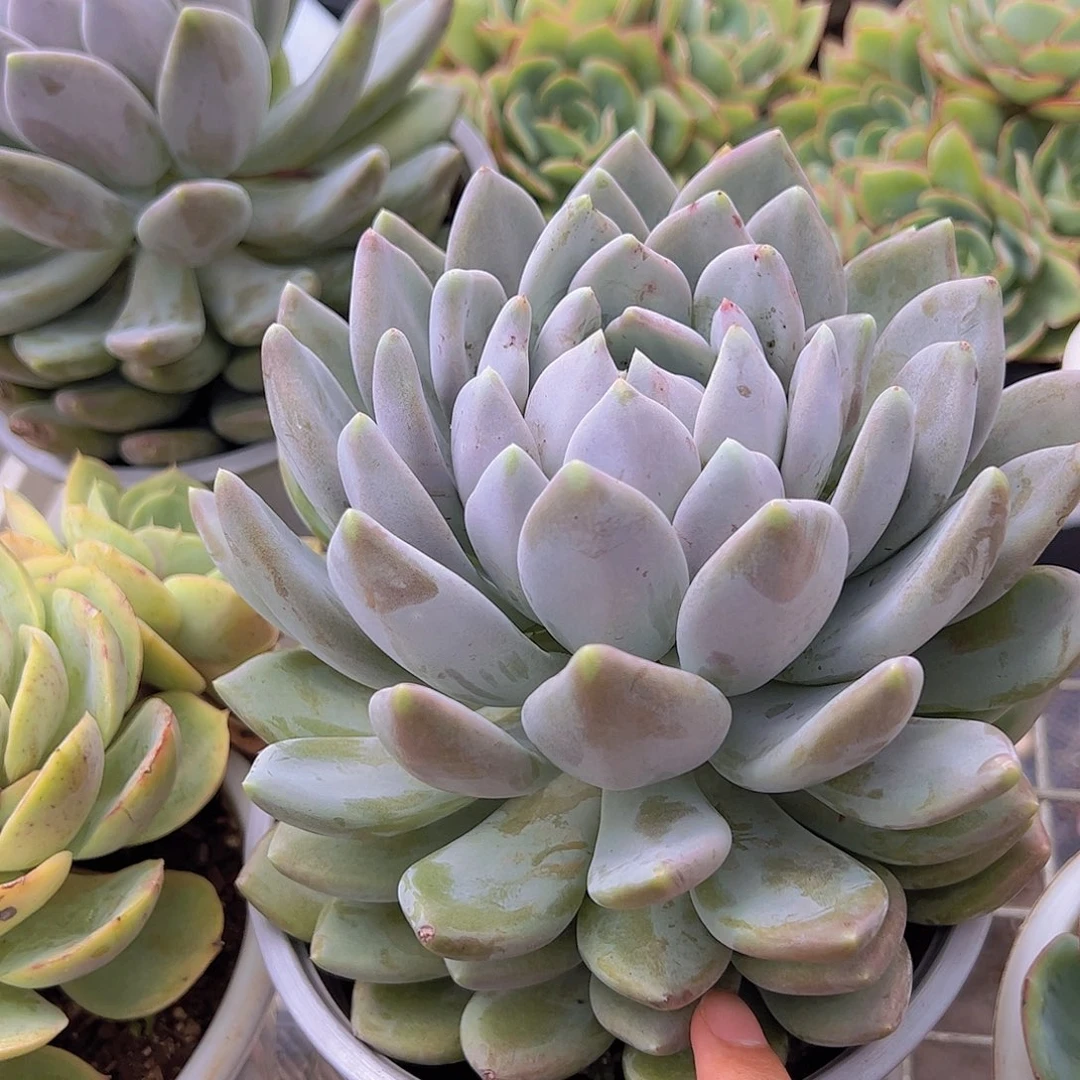 胖美人 大单头 多肉植物