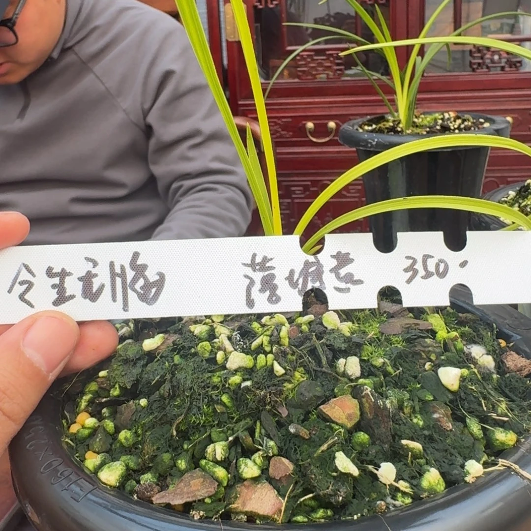 完全开放12345678