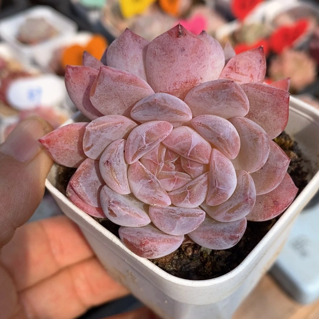 精品多肉一物一拍不包整66