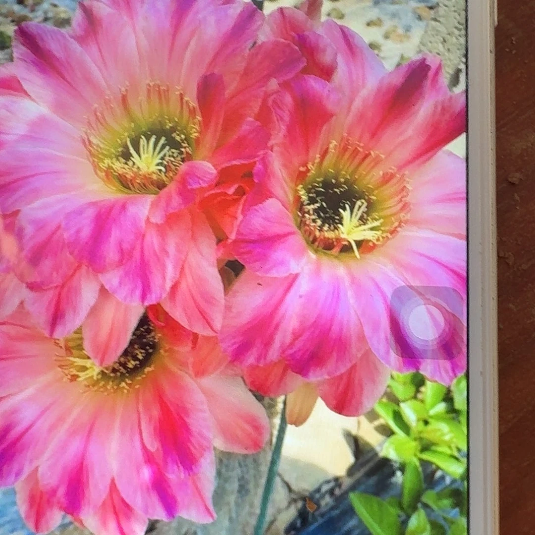 漂亮宝贝根高8公分毛花柱