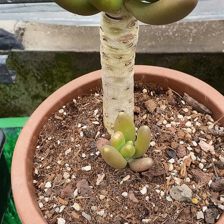 金蝉多肉整老桩多肉