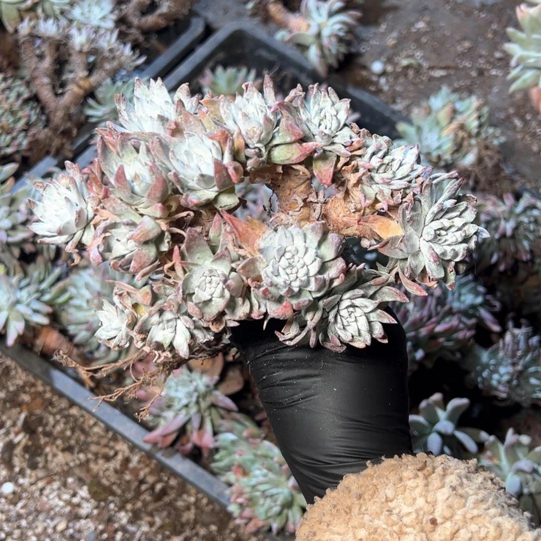 6705哈哈哈哈哈哈哈哈