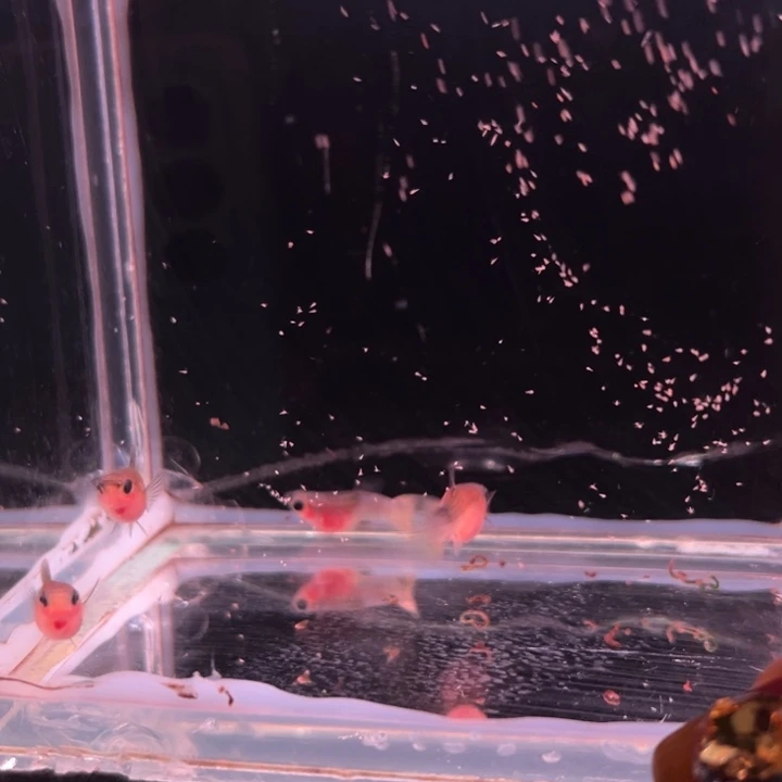 孔雀鱼粉猫玻璃猫母4条