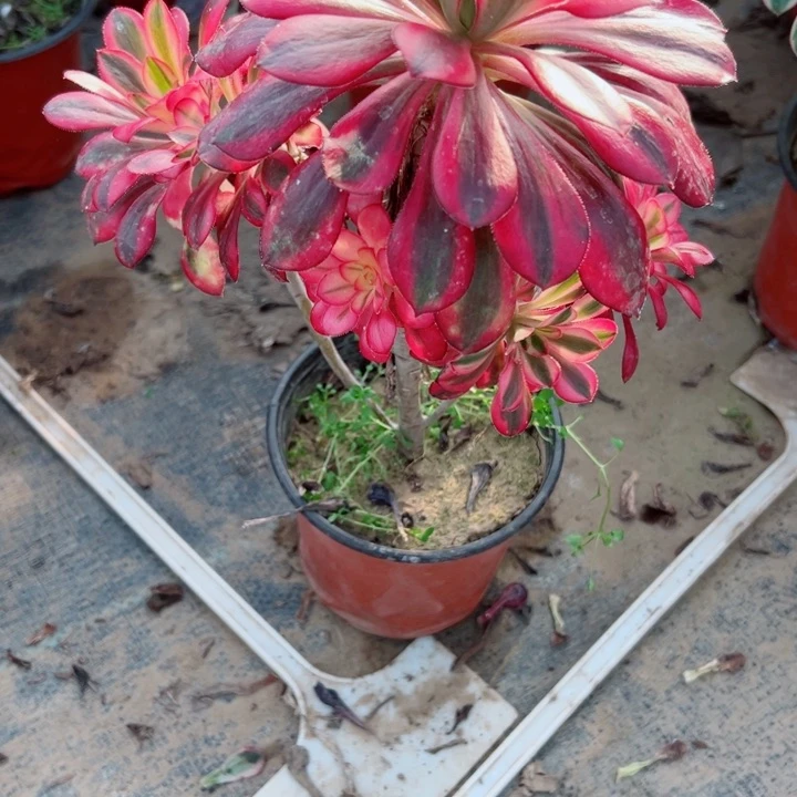 277香奈多肉植物的