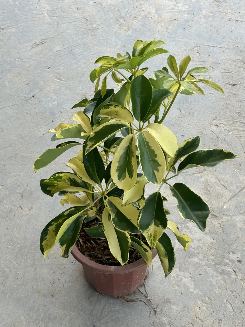 花叶鸭脚木盆栽绿植花八叶室内观赏净化空气好养护招财树