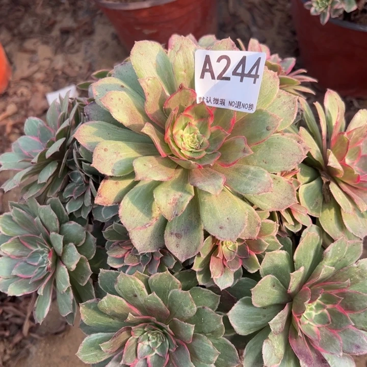 莲花座多肉植物244.