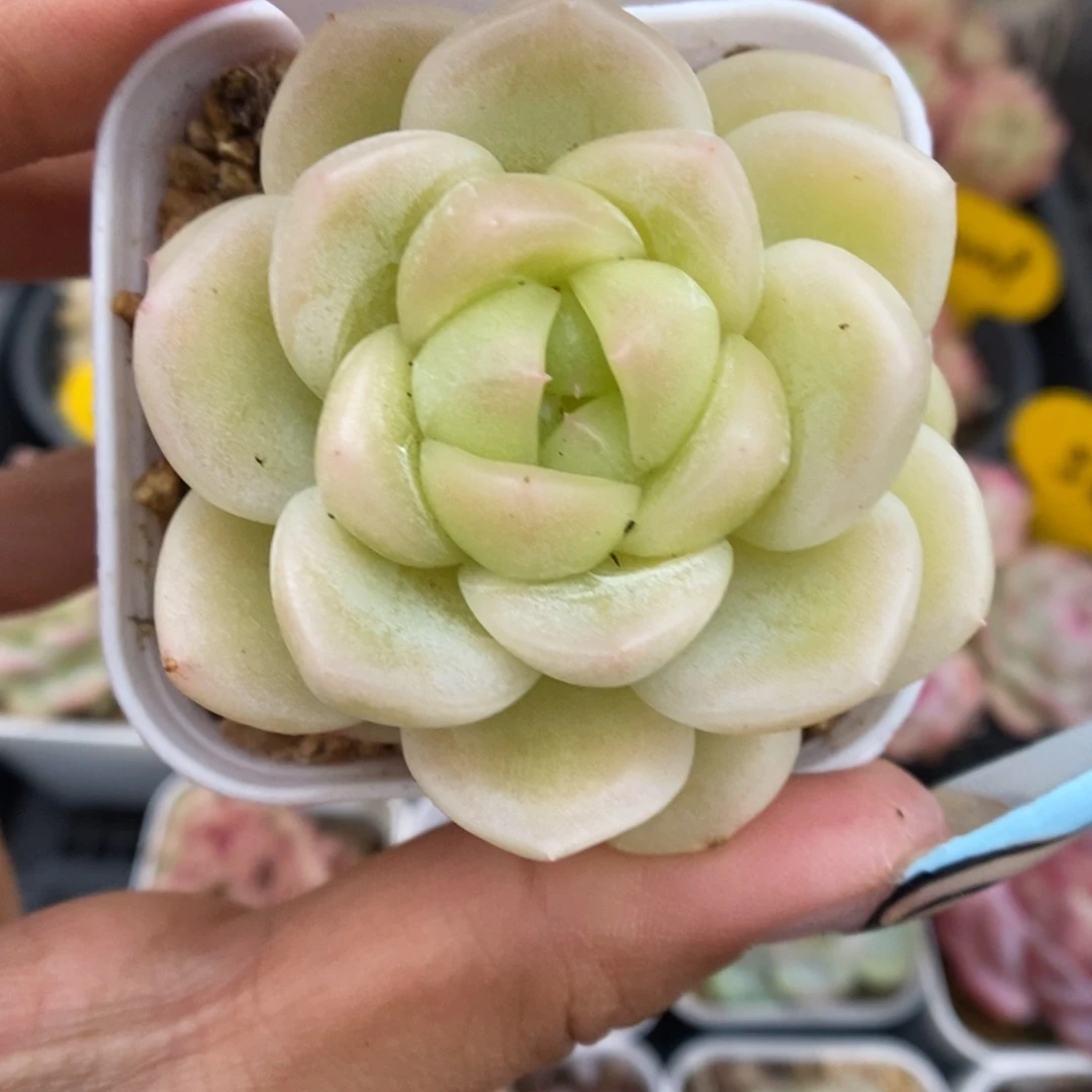 x1珍妮可拍550号。