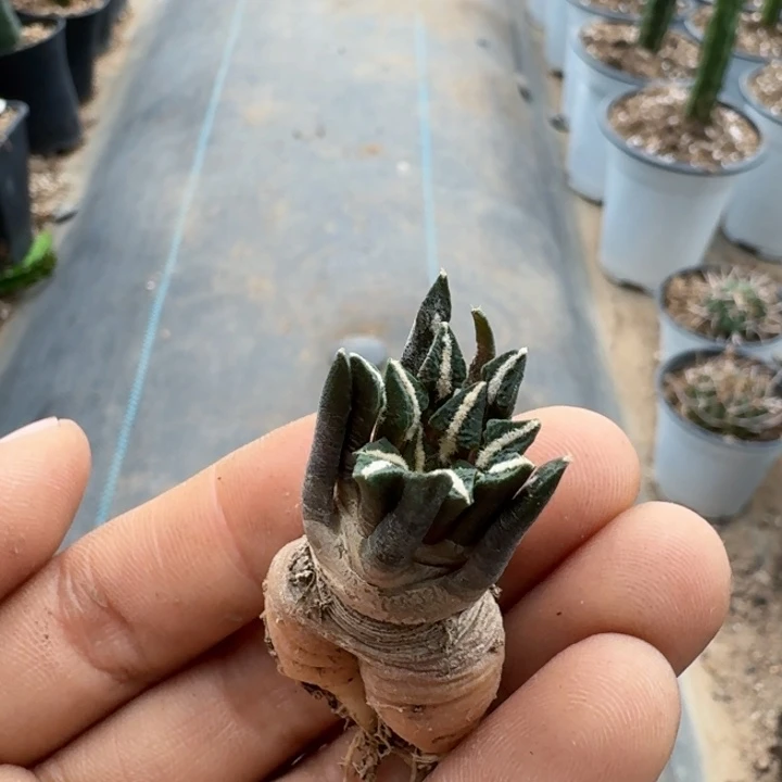 无花朵实生四年黑牡丹一号