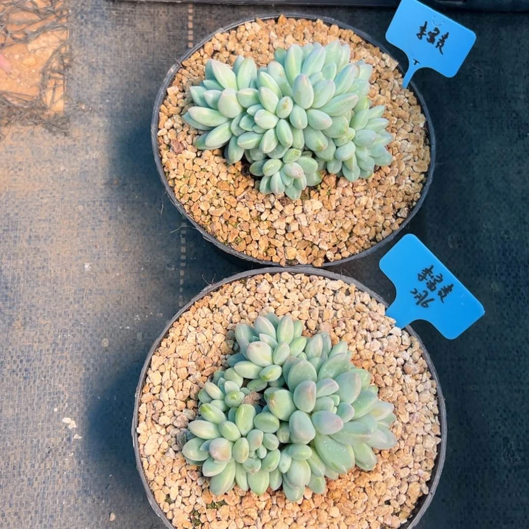 一物一拍，李富贵寄养