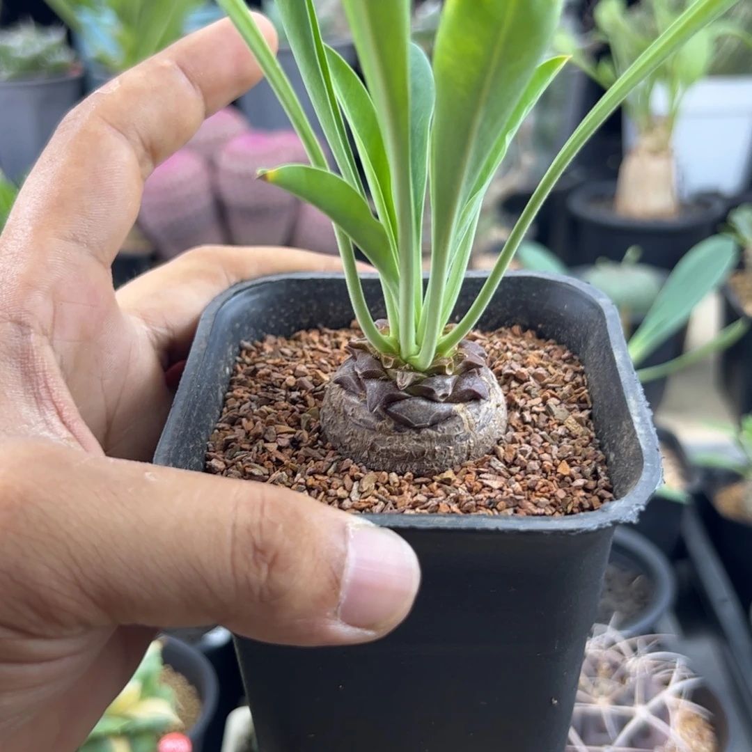 铁甲丸大戟一物一拍带盆发