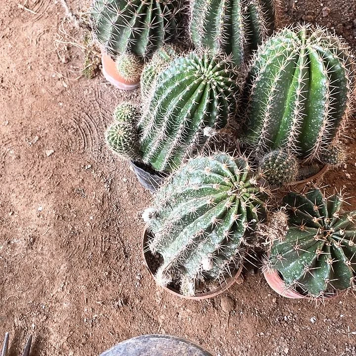 繁****3实生彩草6颗满18包邮