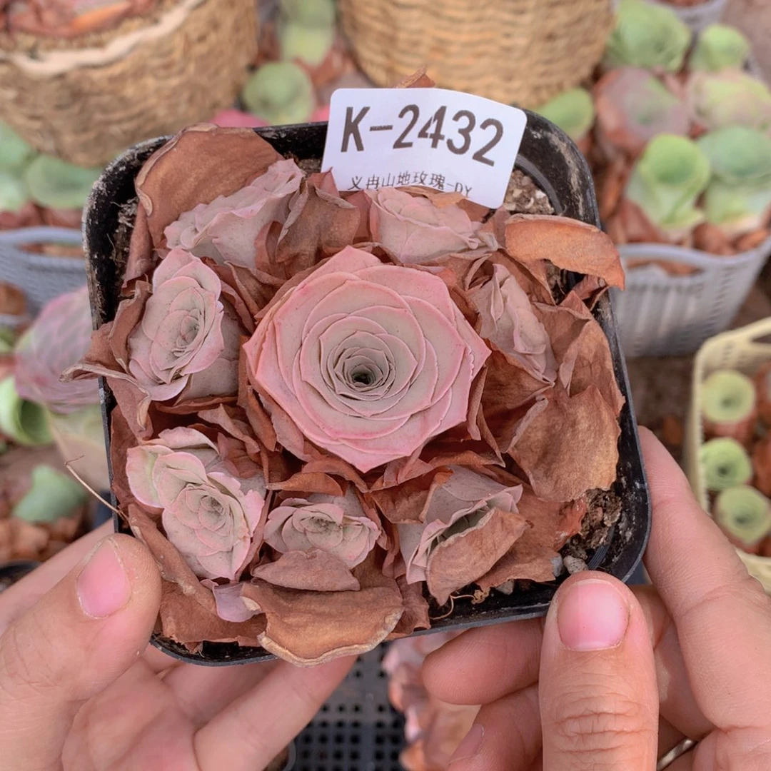 2432会掉侧芽g g g g g v