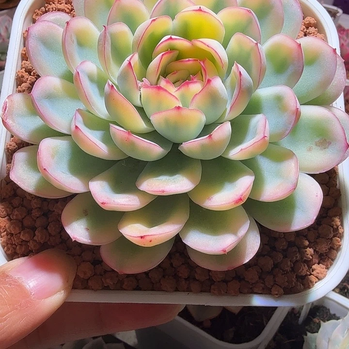 草莓冰锦多肉植物