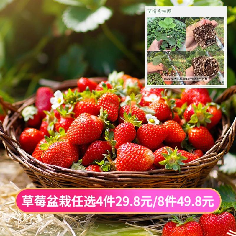 天狼黑珍珠草莓苗阳台盆栽室内室外草莓小苗原盆原土发货院子地栽