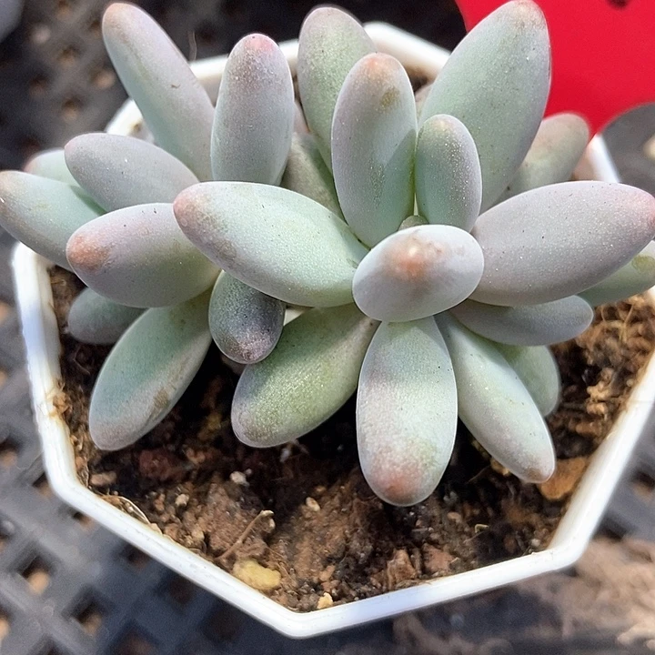 多肉植物企鹅647多肉