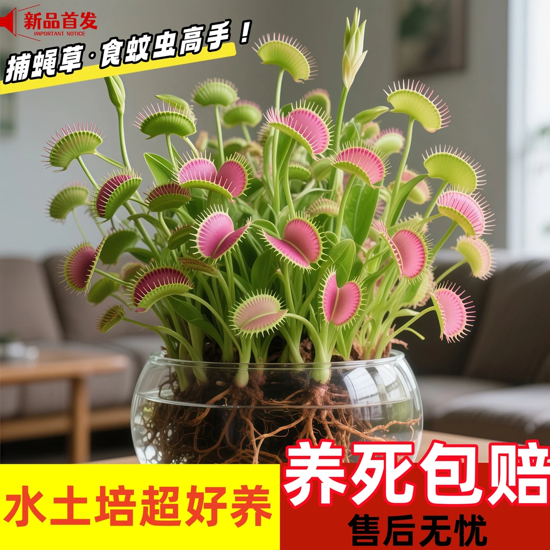 水土培捕蝇草盆栽室内外耐寒热超好养护花卉绿植驱蚊驱虫懒人优选