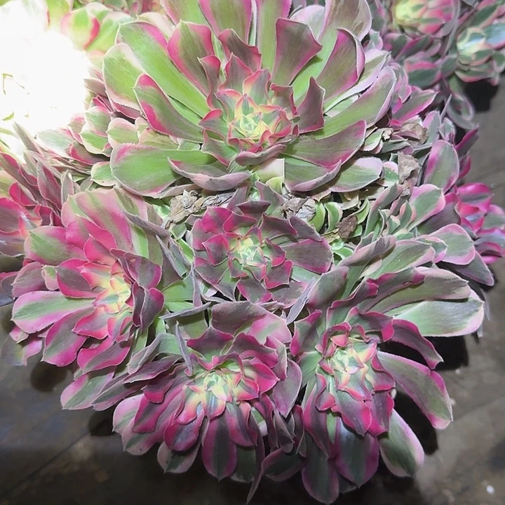 新品种妖月捧花亏本福利