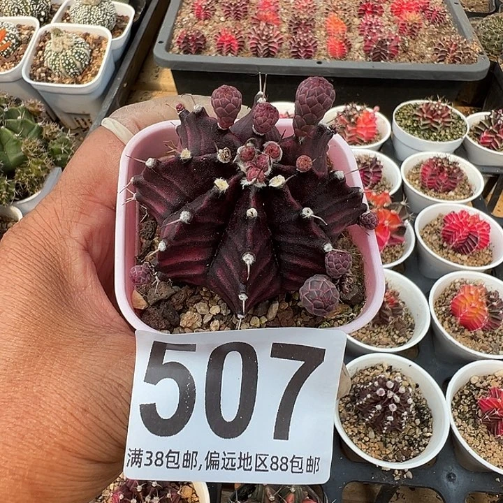 无花朵叶***律507号球