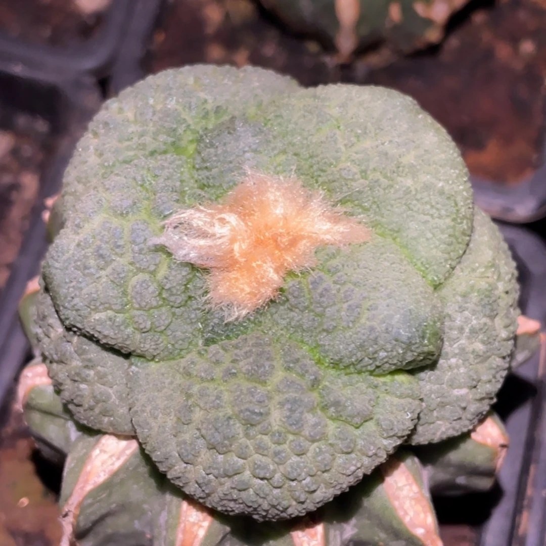 全部花朵大型宽犹丸犹连山牡丹