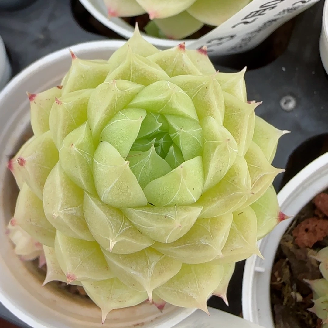 花语逸境0206-154