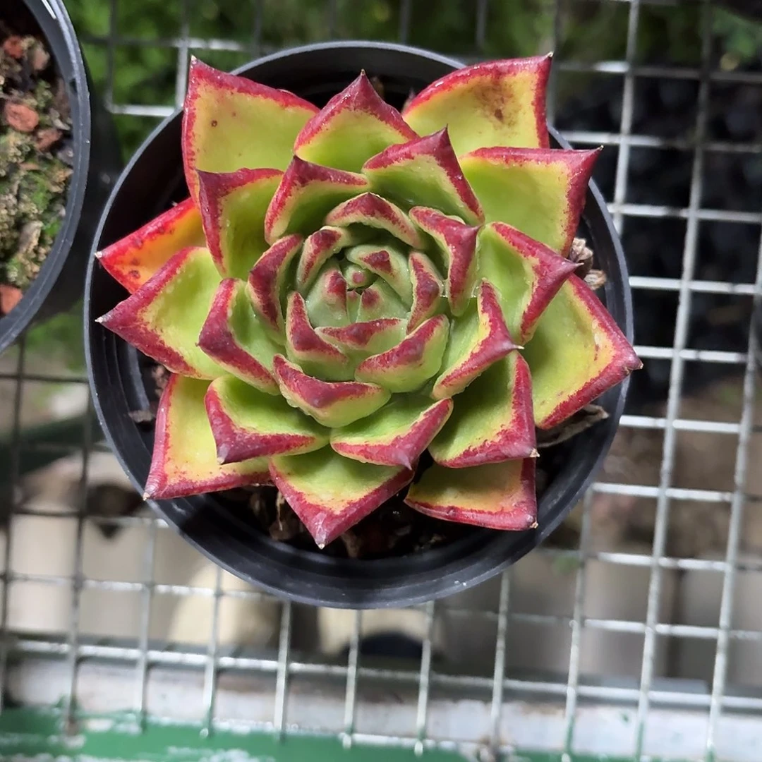 口红大单头12㎝盆参考