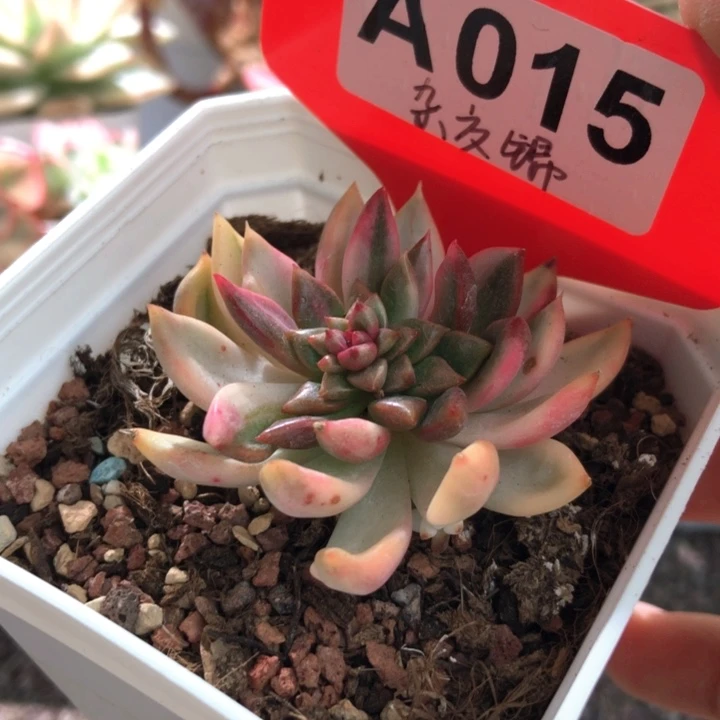 杂交锦有根有根有根