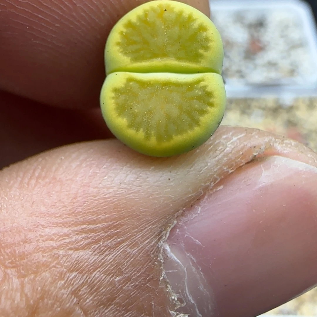 456 生石花大棚直播