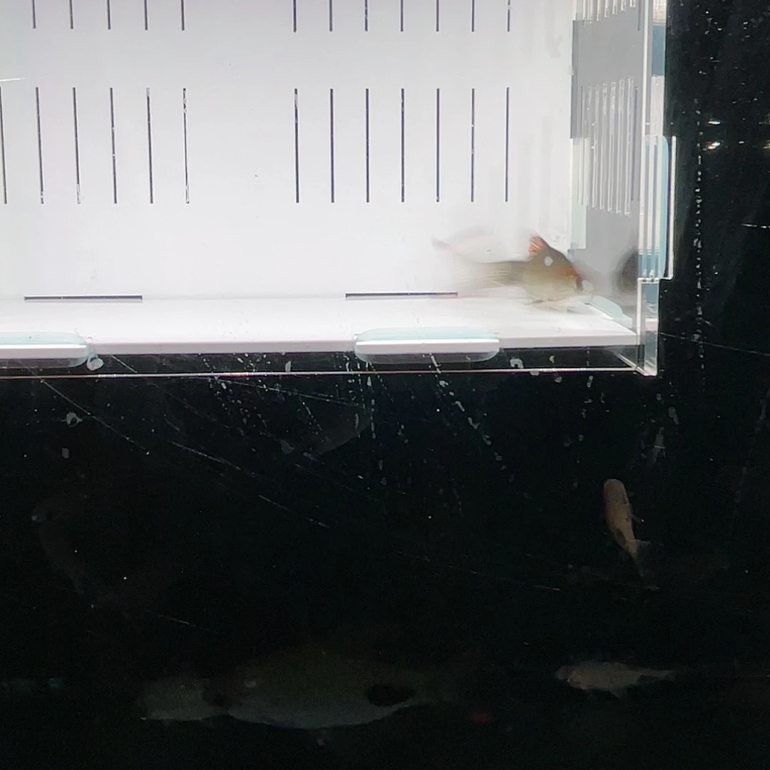 海水鱼红鳍蓝6-8cm公