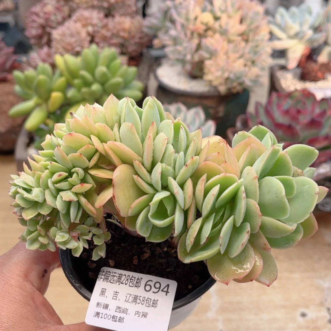 694碧桃缀德华多肉