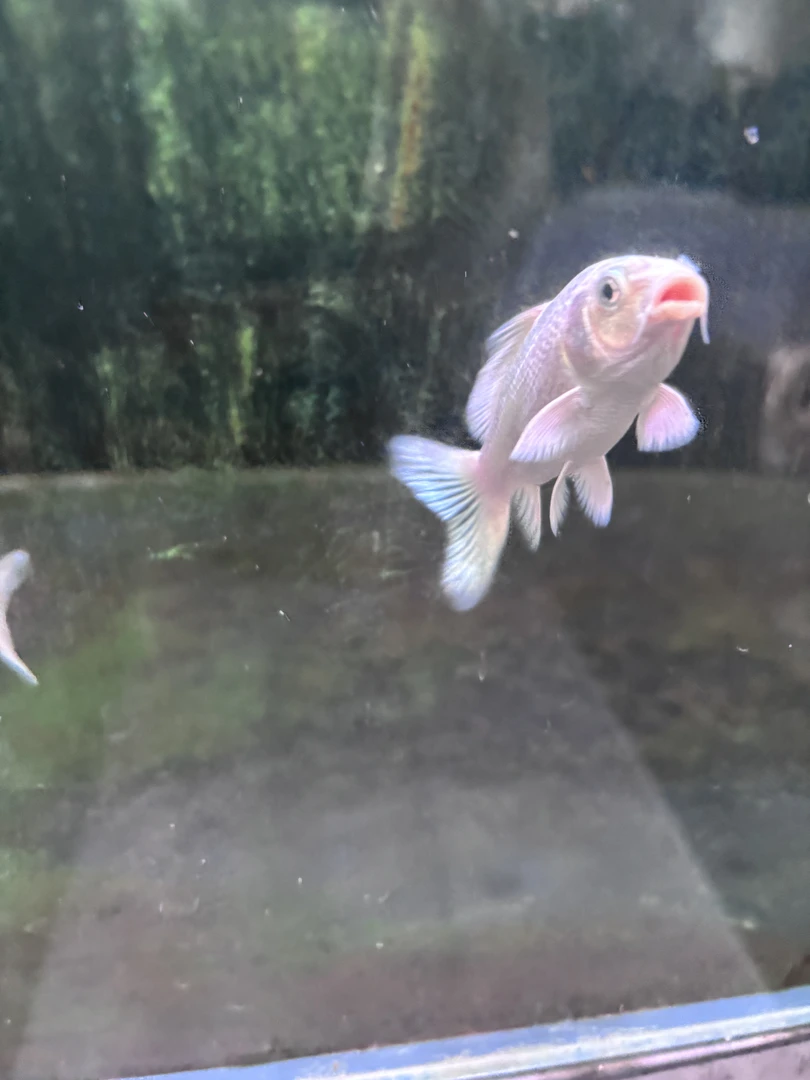 普身短身大鳍长尾台湾蝴蝶鲤冷水观赏鱼活体7-10公分【练手鱼】