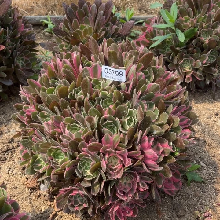 y****?05799男神多肉植物