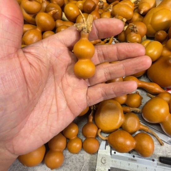 s***s珊珊的一把珊珊的一把八宝葫芦珊珊的