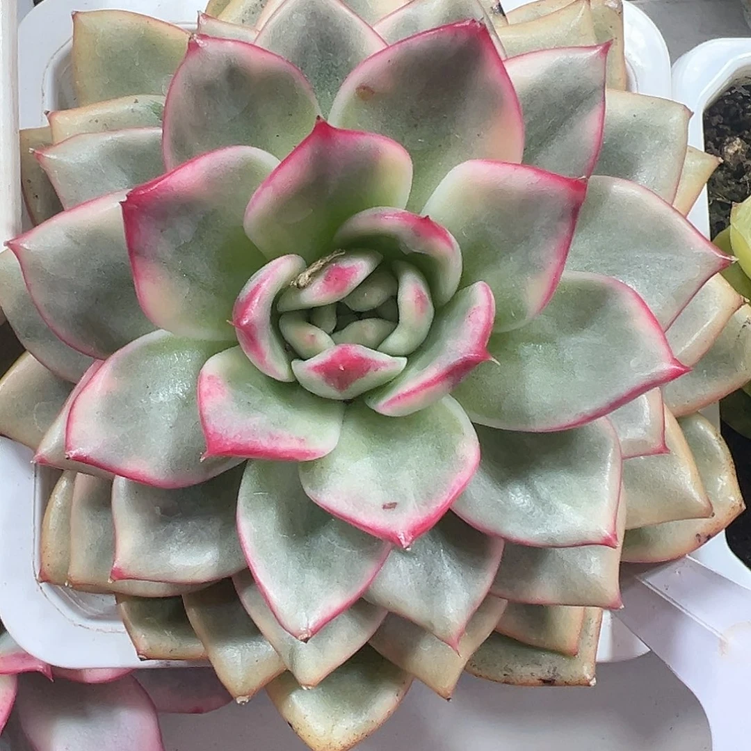 蔚蓝乌木锦多肉植物