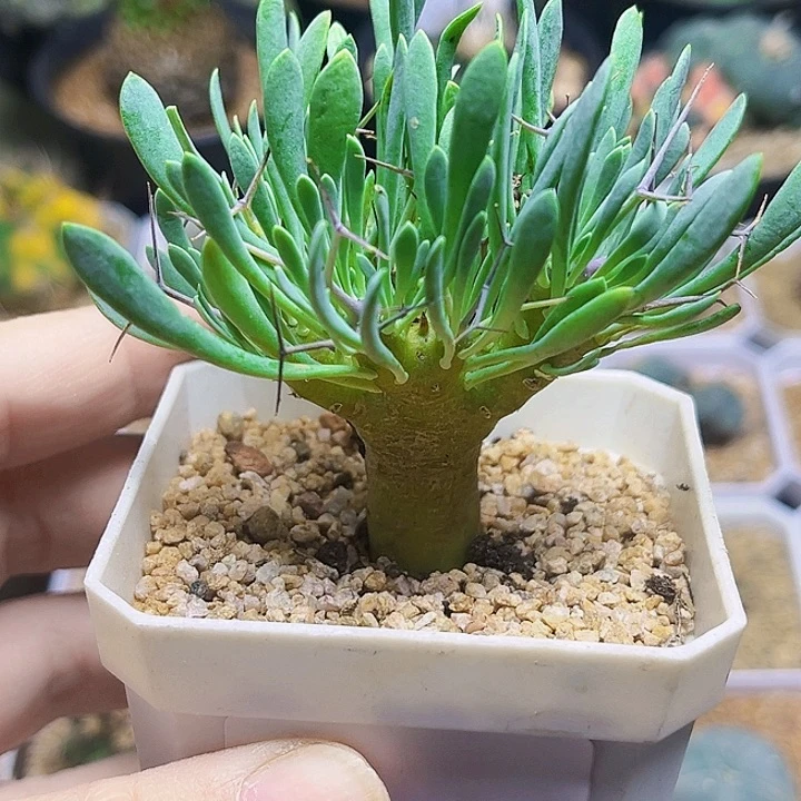 黑鬼殿厚敦菊一颗