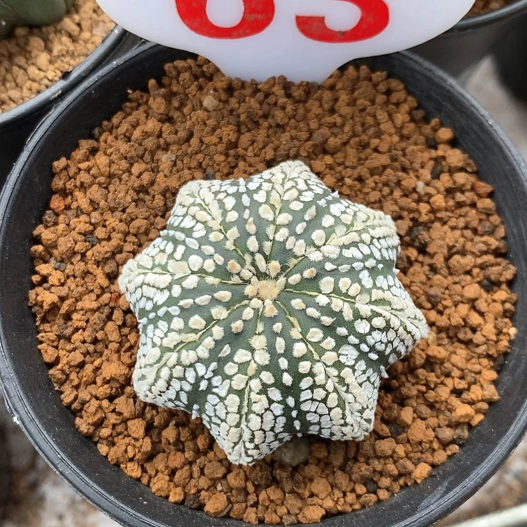 禅***定63连线海星系列产品