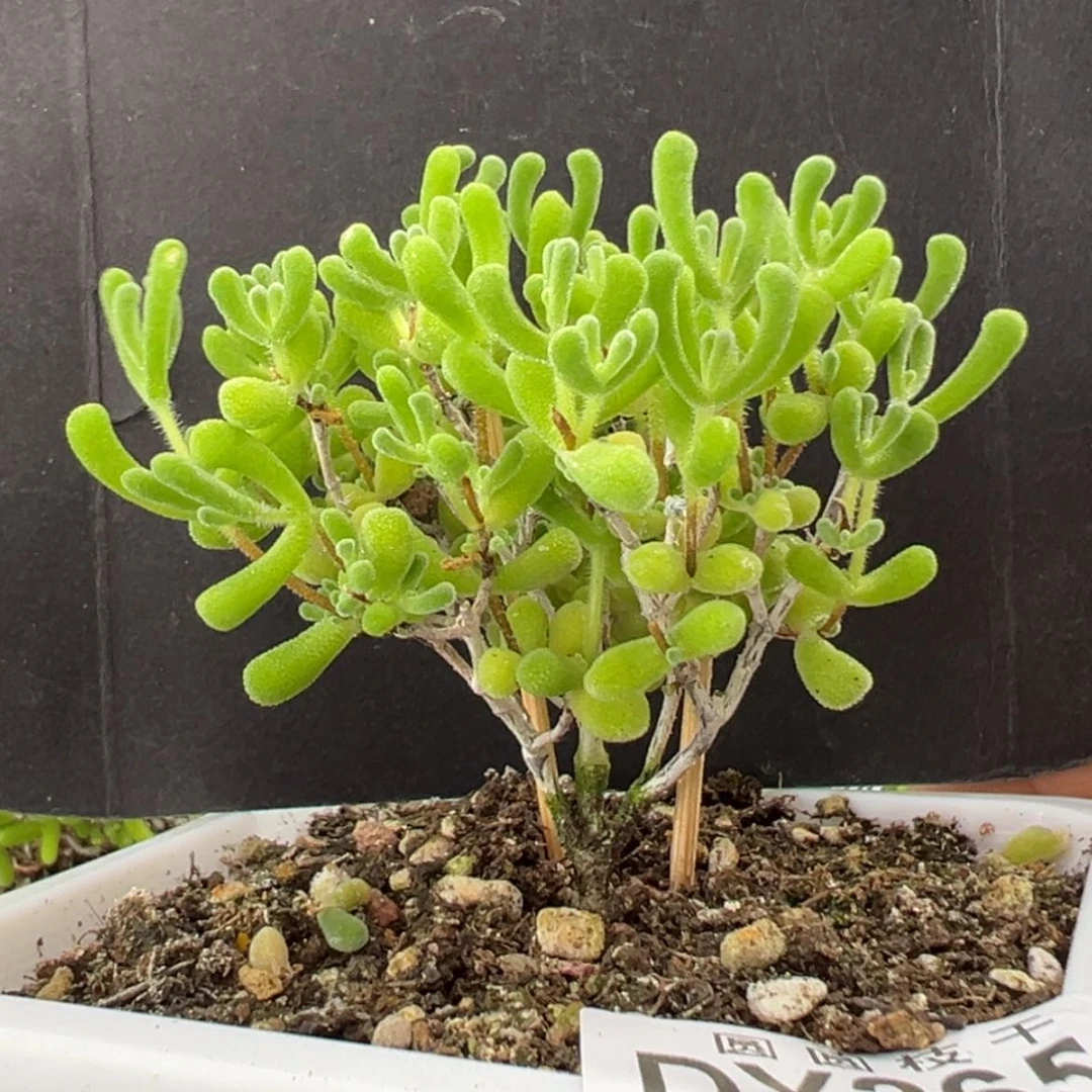 【闪购商品】dy2651小星星冠幅6cm