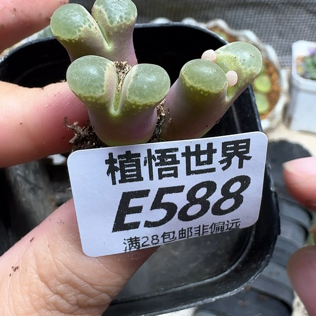 多肉植物的润泽fvb