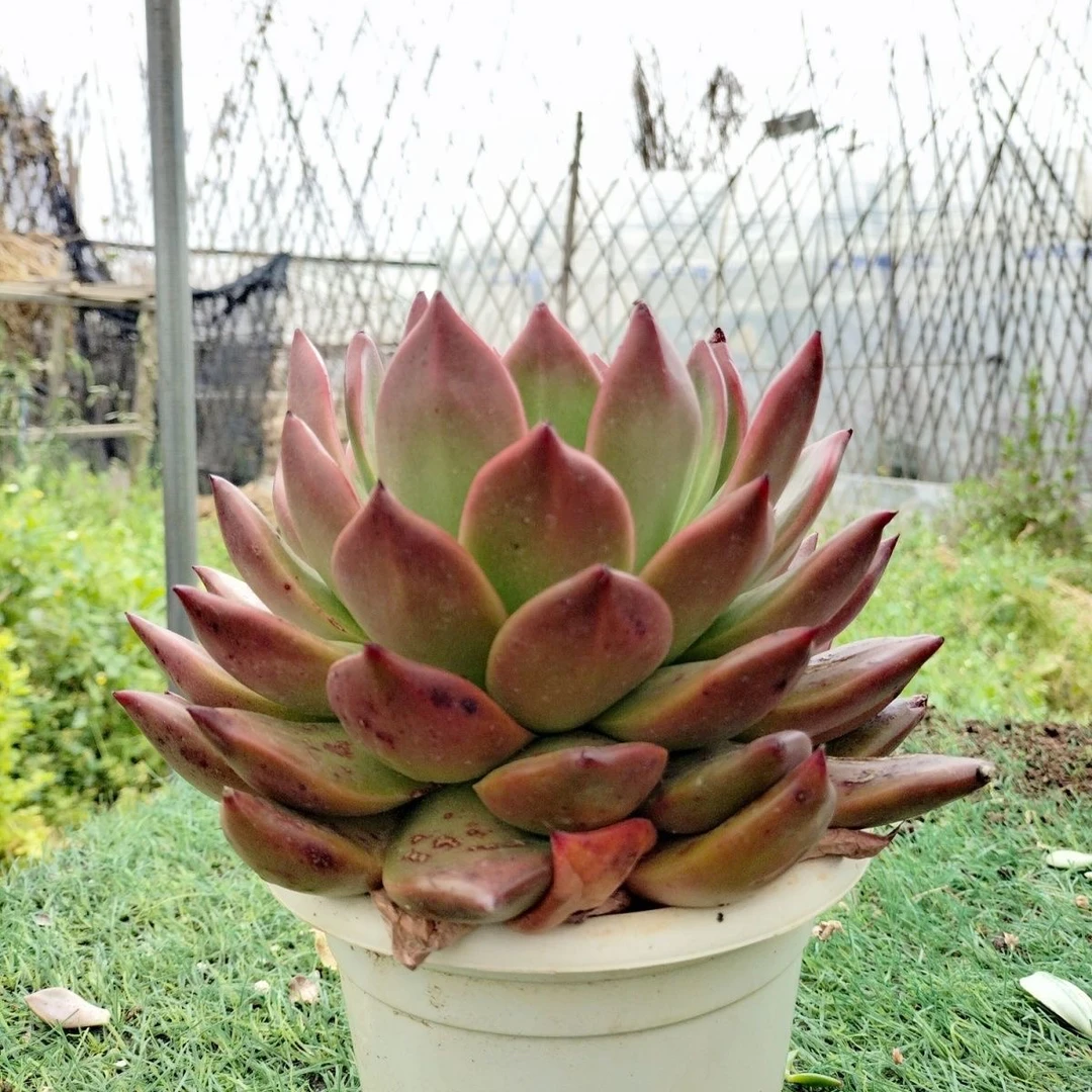 单头多肉植物粉钻大棵好养适合新手基地直发