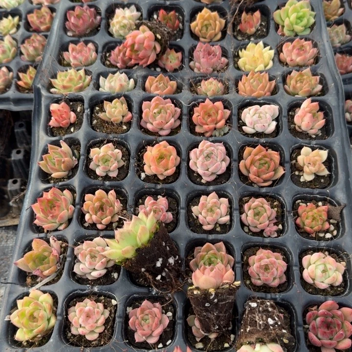 麦秆穴盘一盘量拍发货左五29-48