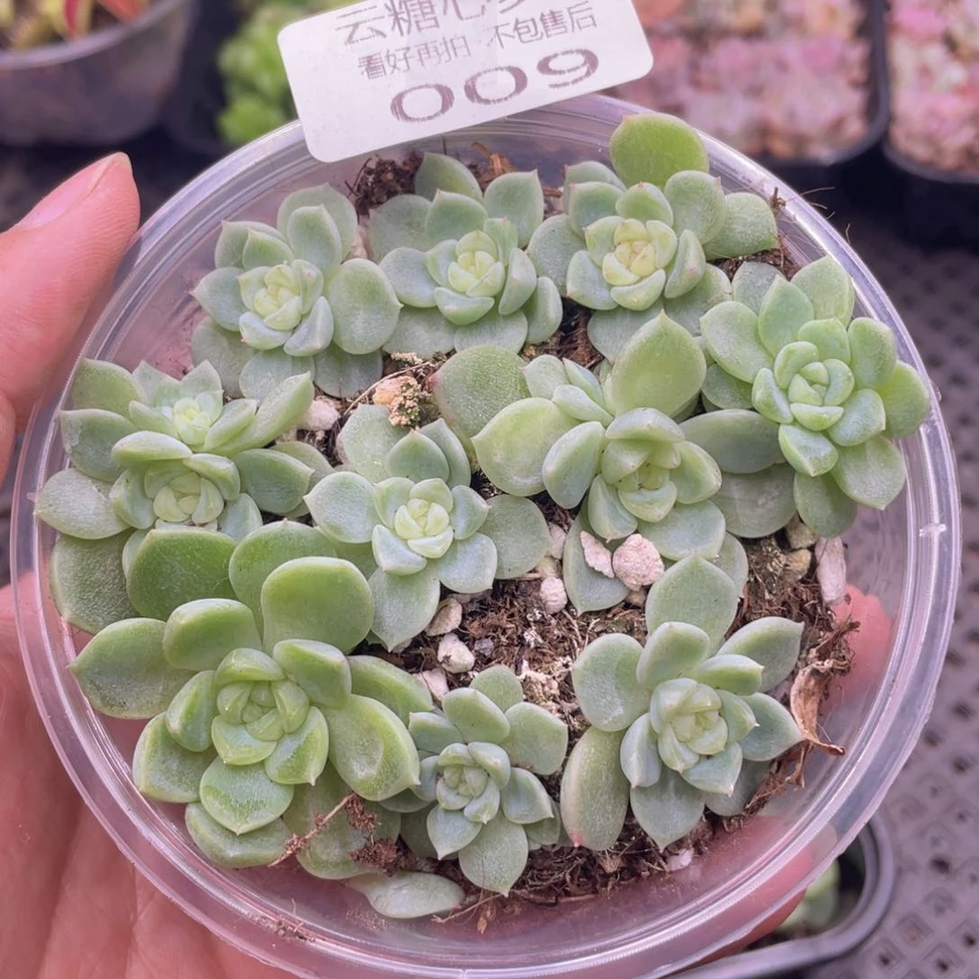 云糖心多肉植物009