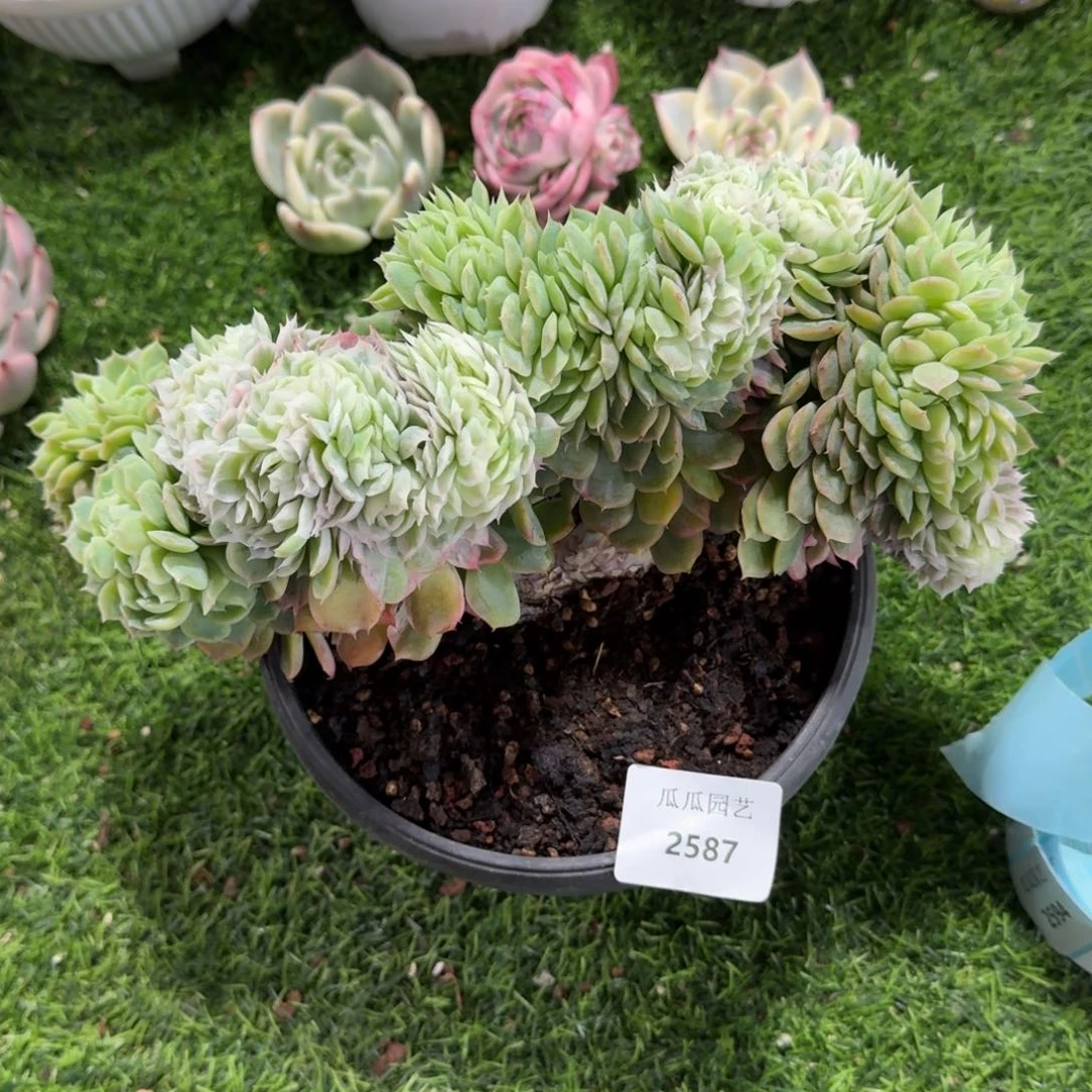 2587冰梅锦树缀多肉植物