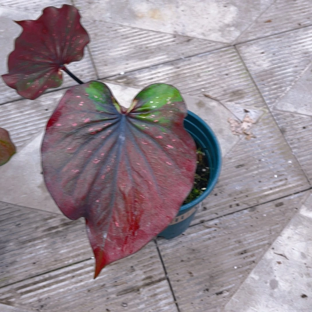 完全开放1757泰彩