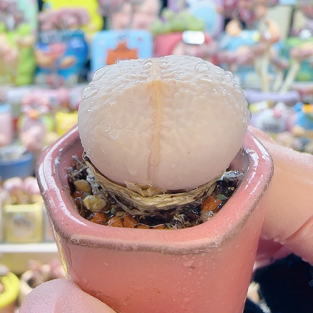 L 圆滚滚高尔夫 带盆