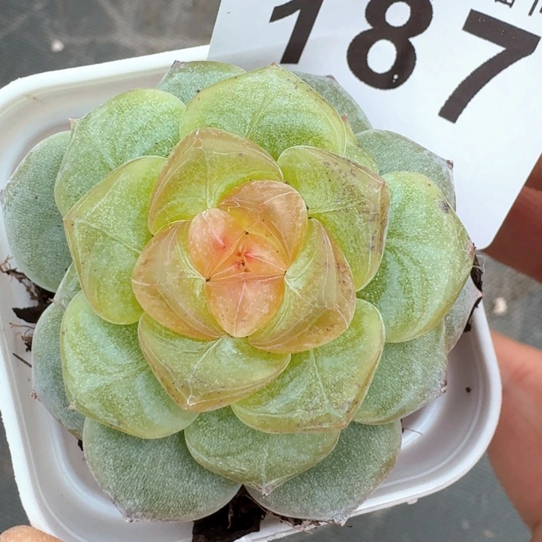 珍妮            精美多肉植物