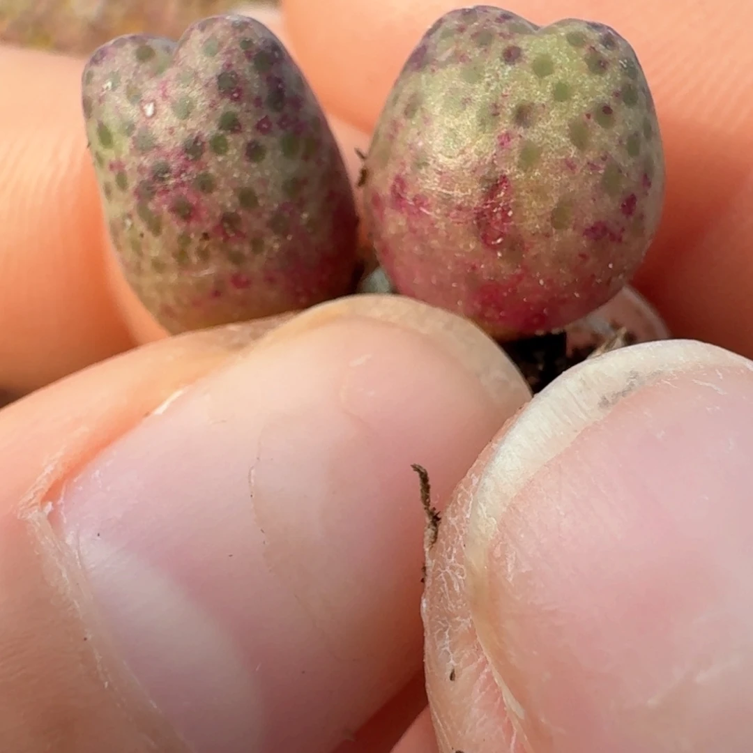 650斑马两颗000000000